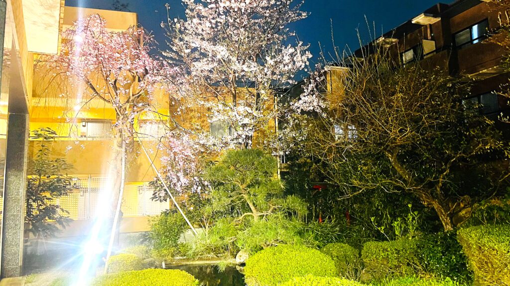 インディペンデンスヴィレッジ成城西の日本庭園に咲く春の桜（夜間ライトアップの様子）