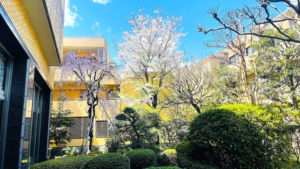 インディペンデンスヴィレッジ成城西の日本庭園に咲く春の桜（昼間の様子）