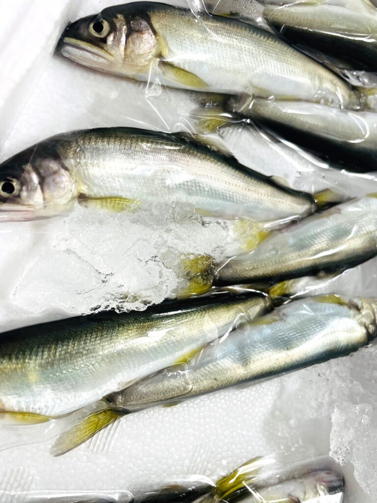 インディペンデンスヴィレッジ成城西の厨房に届いた稚鮎|初夏の旬魚を丁寧に仕込み、季節の一皿へ
清流の恵みを受けた、初夏を代表する味覚「稚鮎(ちあゆ)」が厨房に届きました。
氷温で丁寧に管理された鮮度抜群の状態で仕入れ、調理師が一尾ずつ心を込めて下処理を施します。
その繊細な風味と上品なほろ苦さを活かし、季節の趣を添える前菜としてご提供しております。